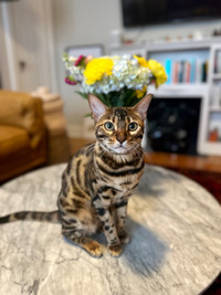 Bengal 11 months old 