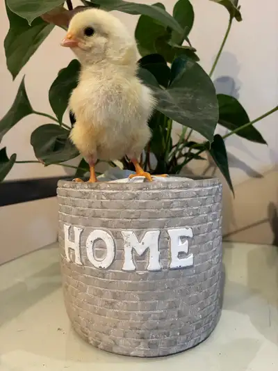 One week old chicks, View more