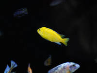 African cichlid: 5” male yellow lab