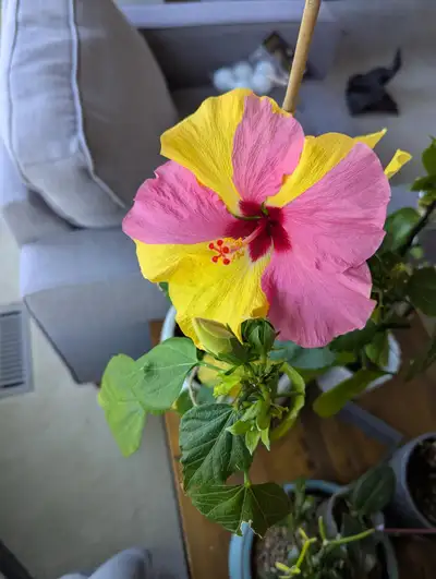promo on hybrid hibiscus two color flowers, View more