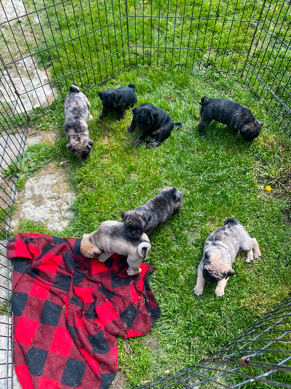 Pug Puppies in Dogs & Puppies for Rehoming in Belleville - Image 4