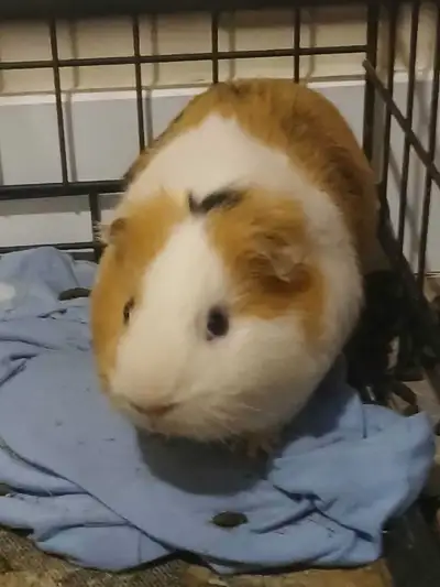 Two adorable and and sweet Guinea pigs looking forever home, View more