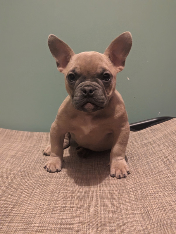 MINI FRENCHIE FEMALE!! She is small !! in Dogs & Puppies for Rehoming in Sudbury