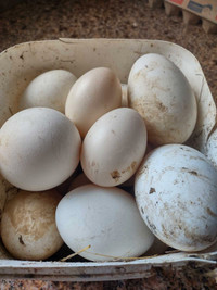 Embden goose eggs