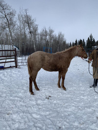 2021 Red Roan Filly AQHA For Sale, Spiritwood, SK
