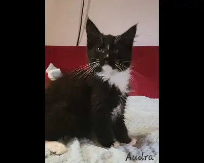 Maine Coon Only 1 Female left!, View more