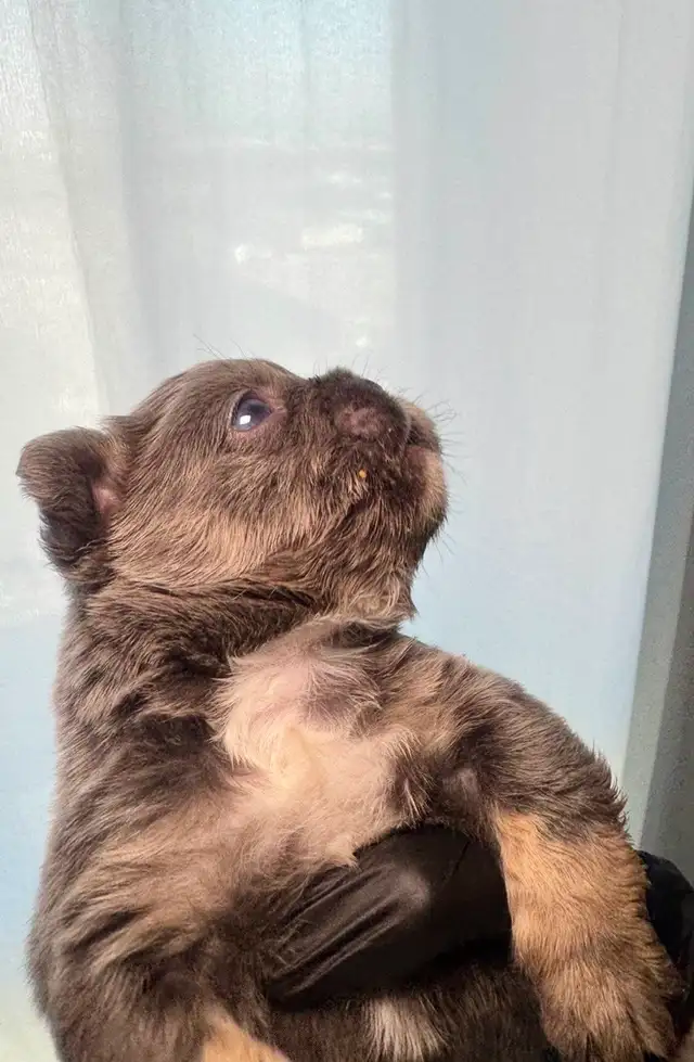 Frenchie Puppies For Sale in Dogs & Puppies for Rehoming in City of Toronto - Image 10