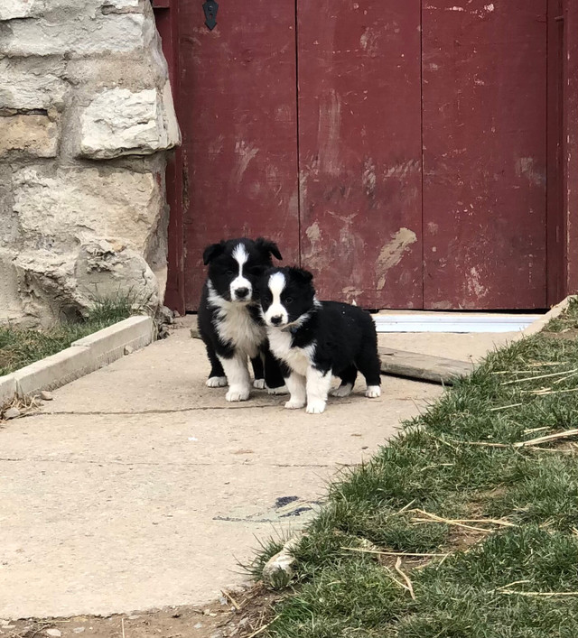 Purebred border collie puppies  in Dogs & Puppies for Rehoming in Brantford
