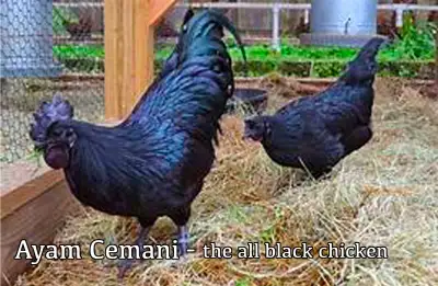 AYAM CEMANI chickens are entirely black! Black feathers, black skin, black meat and organs!!!!! It i...