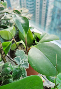 Peperomia Plants in a Pot