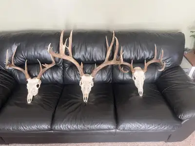 taxidermany (euro mounts), View more