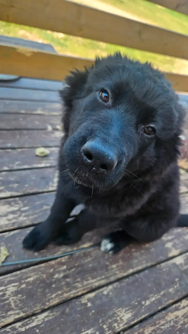 German sephard puppies for sale in Dogs & Puppies for Rehoming in Edmonton - Image 3