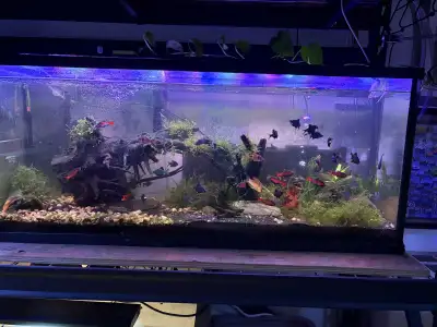 50 Gallon Fish Tank + Fish, View more