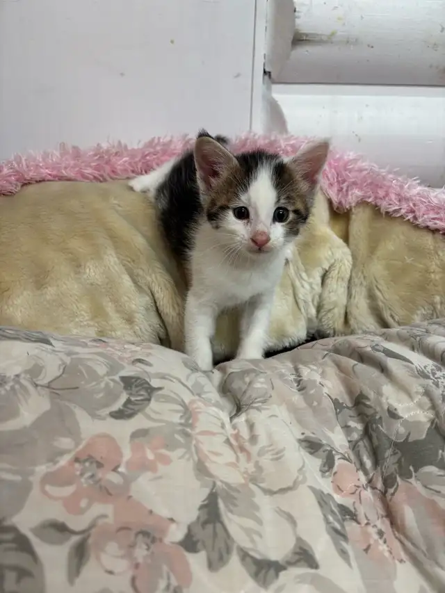 chaton main coon in Cats & Kittens for Rehoming in Laval / North Shore - Image 7