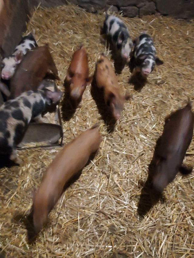 piglets for sale.  in Livestock in Owen Sound