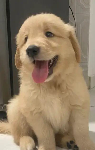 Golden retriever, View more