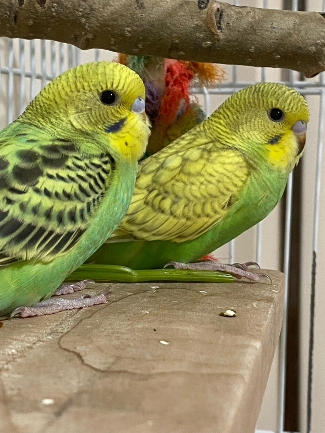 3 baby budgies $20 each  in Other Pets for Rehoming in Calgary - Image 2
