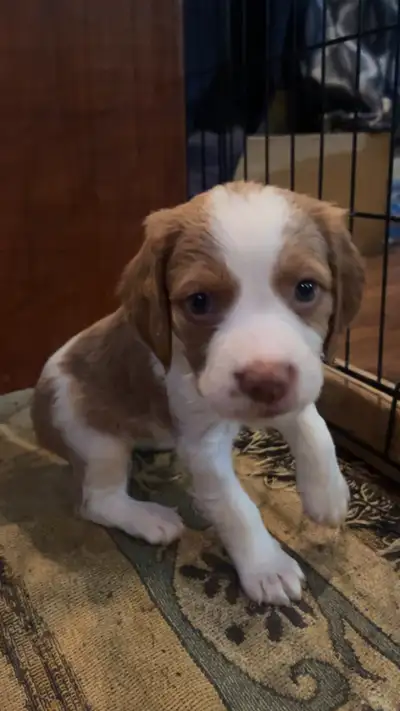 Purebred Brittany Spaniel Puppies For Rehoming, View more