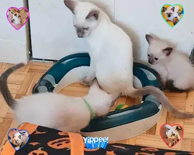 ♂️♀️Sublimes Chatons Siamois Vaccinés♡Siamese Kittens Vaccinated, View more