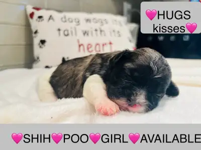 I have ONLY 6 BEAUTIFUL SHIH♥️POO PUPPIES REMAINING in this BEAUTIFUL litter of 8. They are in the T...