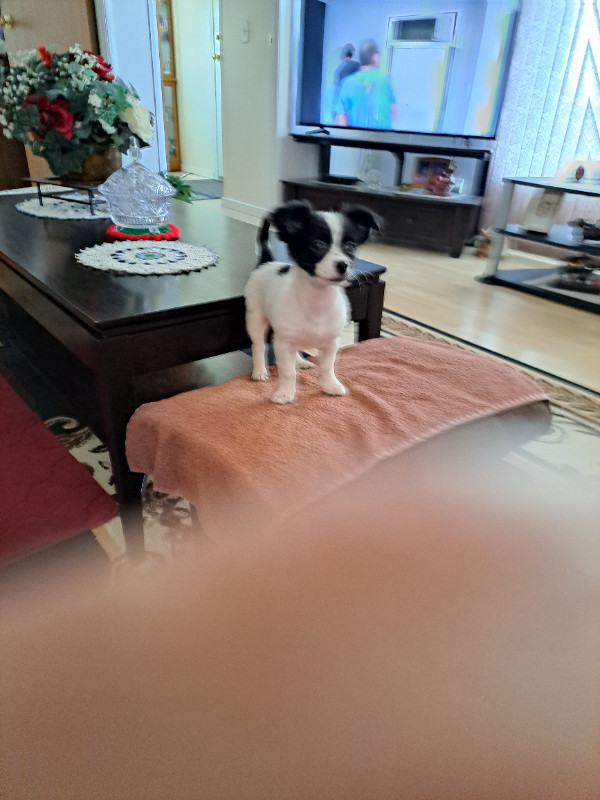 Chihuahua and Havanese in Other in Edmonton