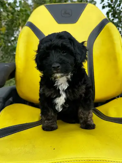 PRICE DROP READY TO GO Havapoo Puppies, View more