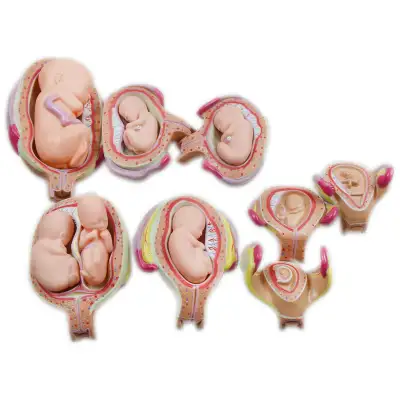 8pcs Human Anatomical Embryonic Development Teach Model 220233, View more