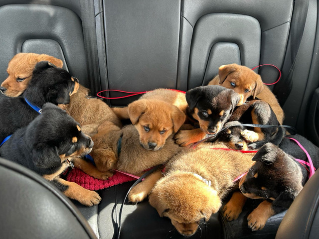 Rottweiler/akita puppies  in Dogs & Puppies for Rehoming in Truro - Image 2