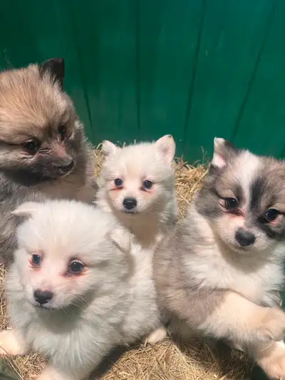 We have 4 adorable purebred Pomeranian puppies ready for loving homes! They’re 3 months old, healthy...