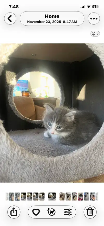 adorable kittens available, View more