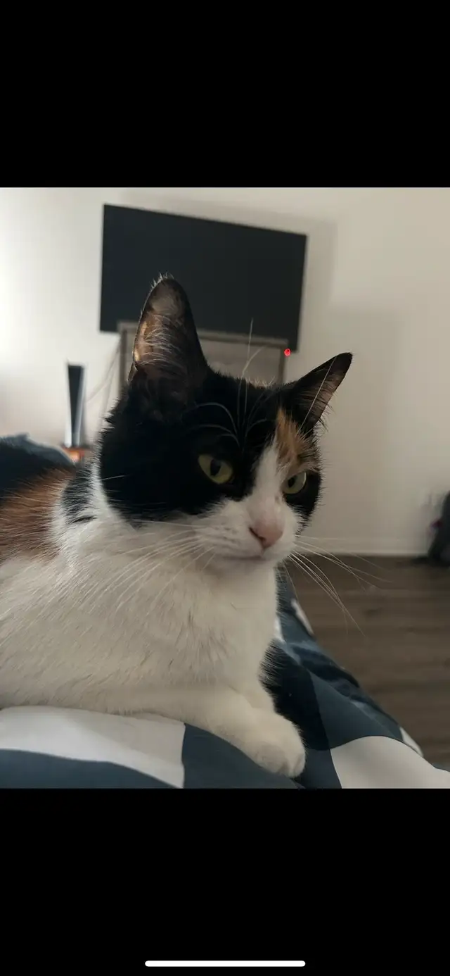 Home for Sweet Cat in Cats & Kittens for Rehoming in City of Montréal - Image 2