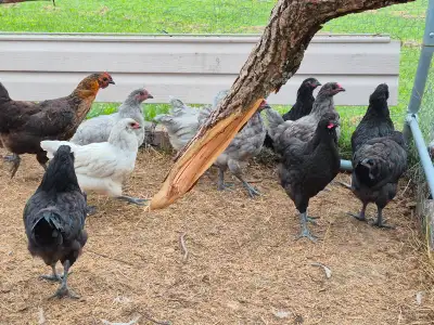 Young pullets, View more