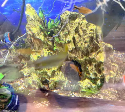 aquarium decor with live plant attached , View more