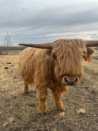 Registered 2 y/o highland bull