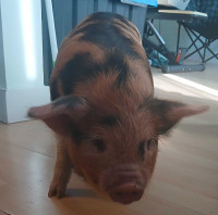 Kunekune piglet 