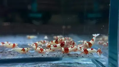 Red Crystal aka PRL Shrimp SS+, View more