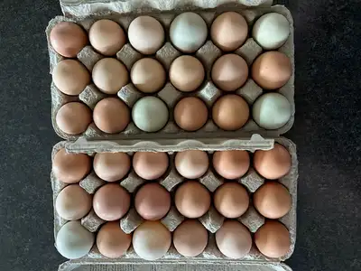 Free run chicken eggs for sale. Delicious eggs from uncaged birds. Brown, Blue, Green $6/dozen