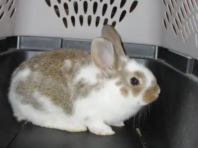 41 ads for feeder rabbits in All Categories in Ontario Kijiji Marketplaces