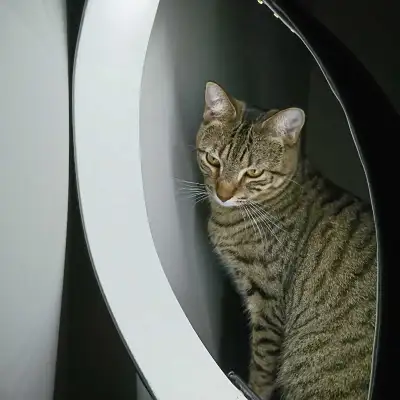 Where are you, Prairie (cat)? (HANNA ALBERTA), View more