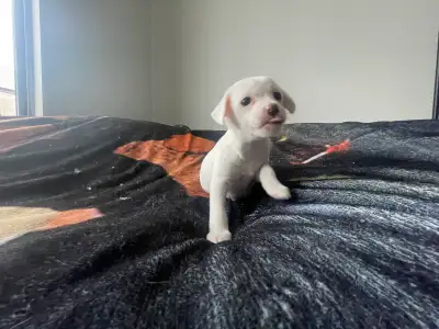 Female Chihuahua puppy available Valentine's Day, View more