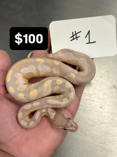 All Prices are down below and numbered, . Pic #1 - Banana Calico Male - $100 . Pic #2 - OD Pied Het...