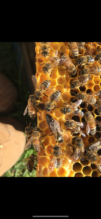 Bee Nucs For Sale