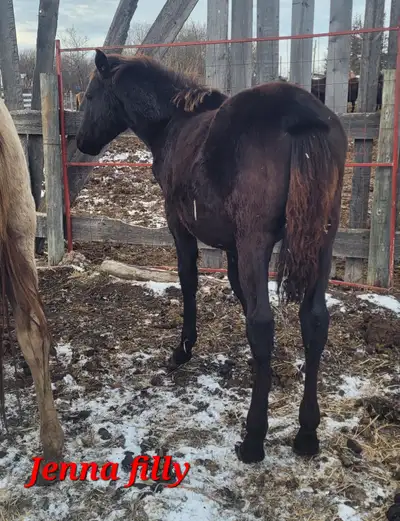 Smoky black 1/2 Friesian filly, View more