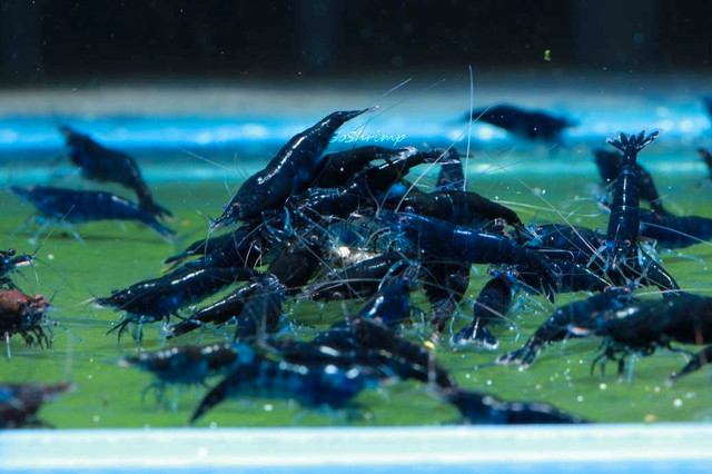 Shrimp!!! Blue Diamond Neocaridina  in Fish for Rehoming in Trenton - Image 2