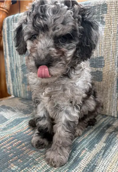 **** 1 blue Merle female left ***Nice healthy, happy puppies. They are so advanced for their age. Dr...