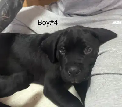 Cane Corso Puppies – Ready for Valentine’s Day, View more