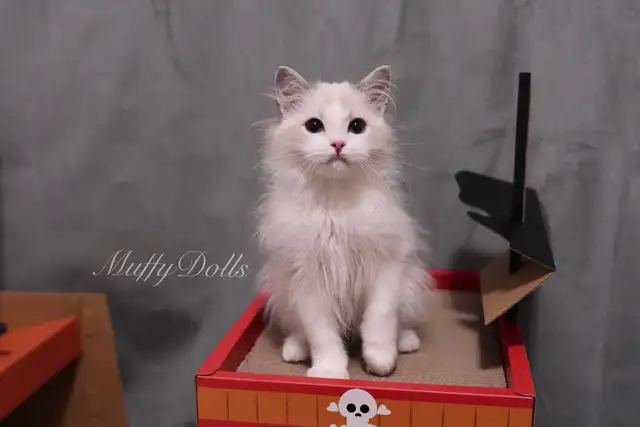 Purebred Ragdoll Kittens Looking For New Home in Cats & Kittens for Rehoming in City of Toronto - Image 7