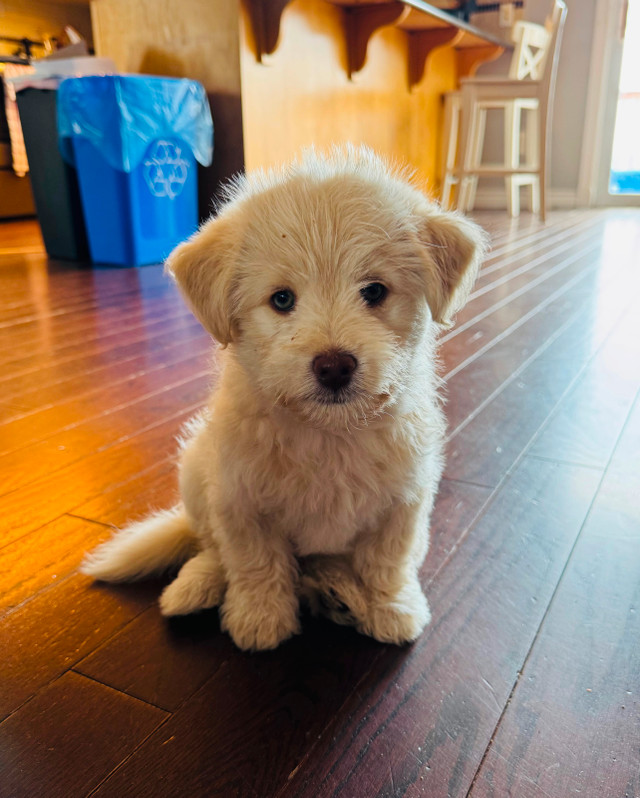 Pomsky Poodle in Dogs & Puppies for Rehoming in North Bay - Image 2