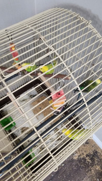 Birds for rehome