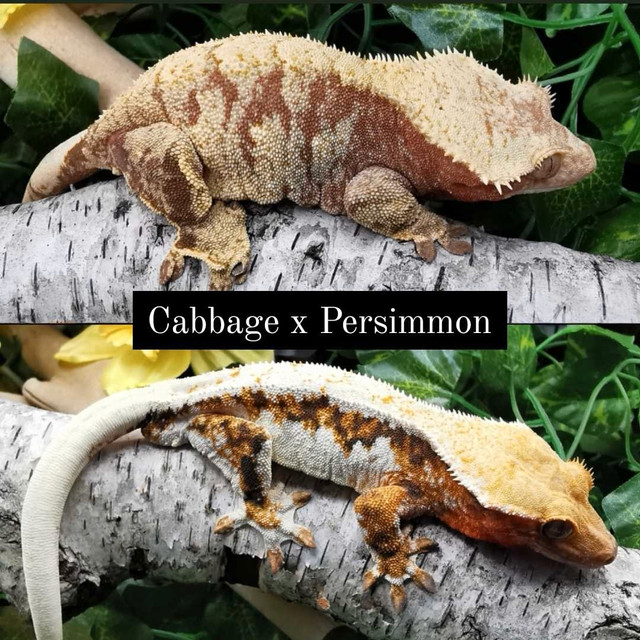 Crested gecko cxp01 in Reptiles & Amphibians for Rehoming in Kitchener / Waterloo - Image 2